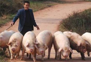 最新毛猪价格之旅,与自然美景的邂逅与内心的平静探索