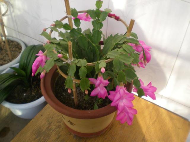 植物大战僵尸最新动态与游戏进阶、创新及科普探讨