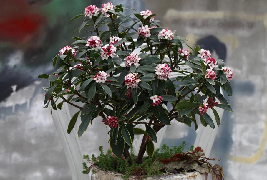 植物大战僵尸最新动态与游戏进阶、创新及科普探讨