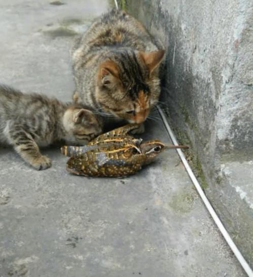 猫咪最新破解，日常趣事与温馨纽带揭秘！