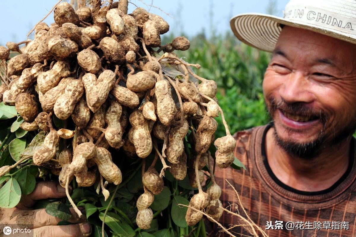 花生最新价格行情，市场波动与友情的交织