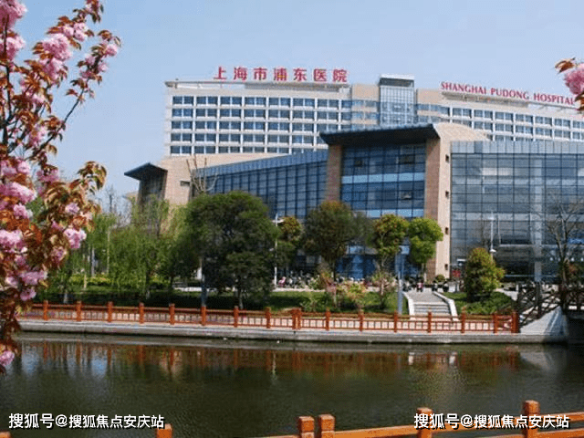 最新版的掌，深入分析与论述